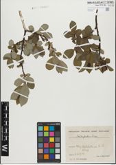 Foto von Salix glabra Scop.